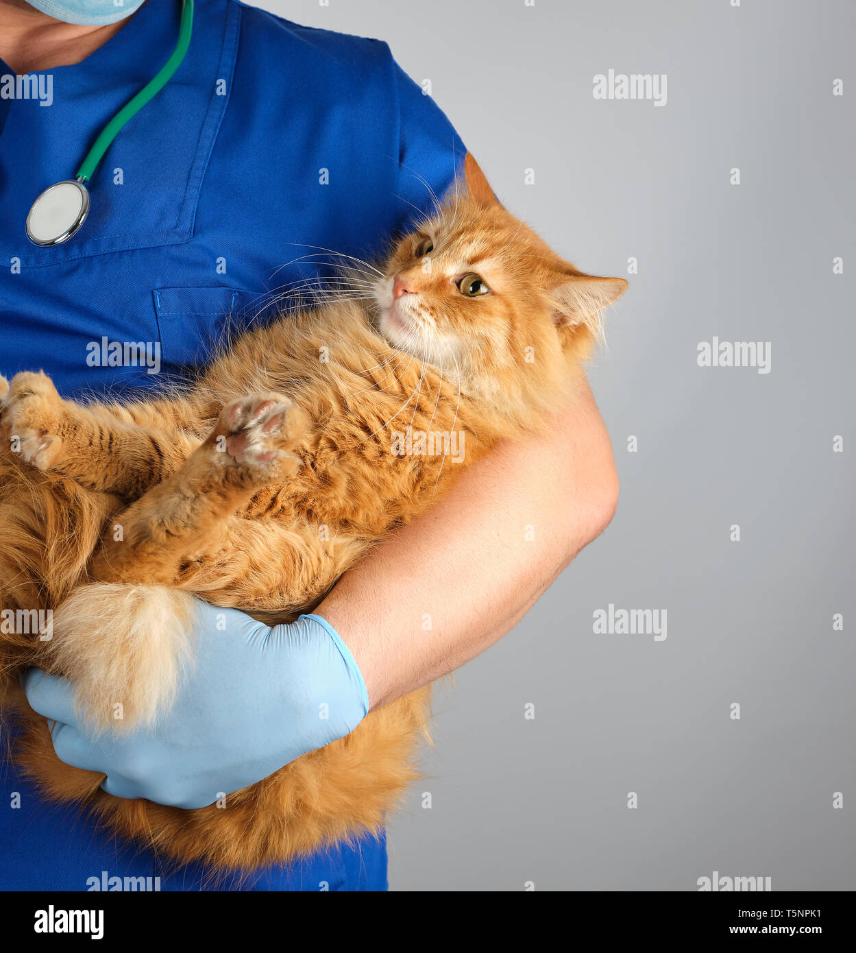 male vet in blue uniform and gloves holding an adult ginger cat on hand