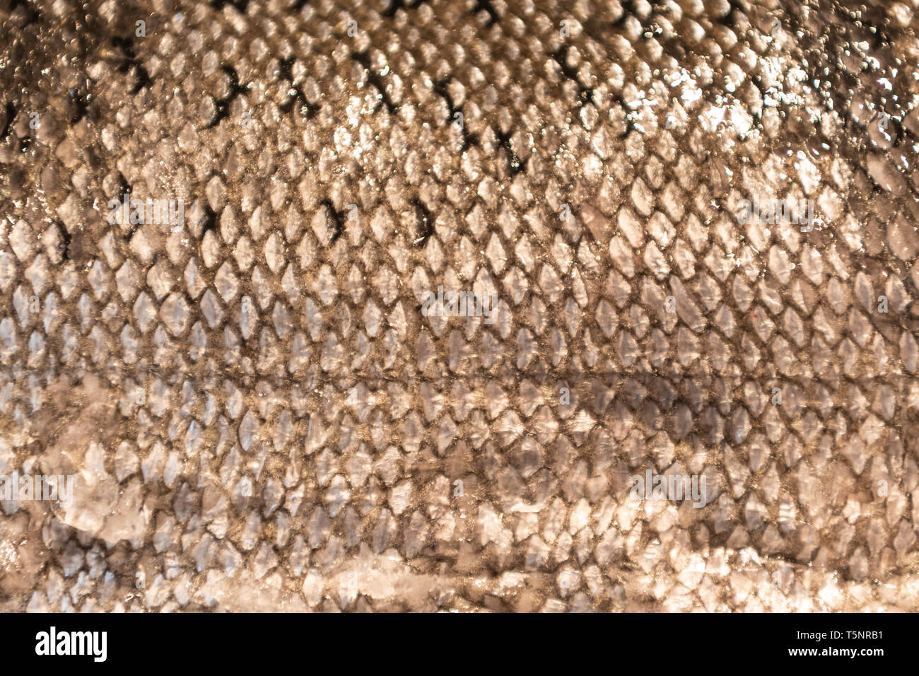 Detail of Scaley Fish Skin Horizontal Background Image Stock Photo