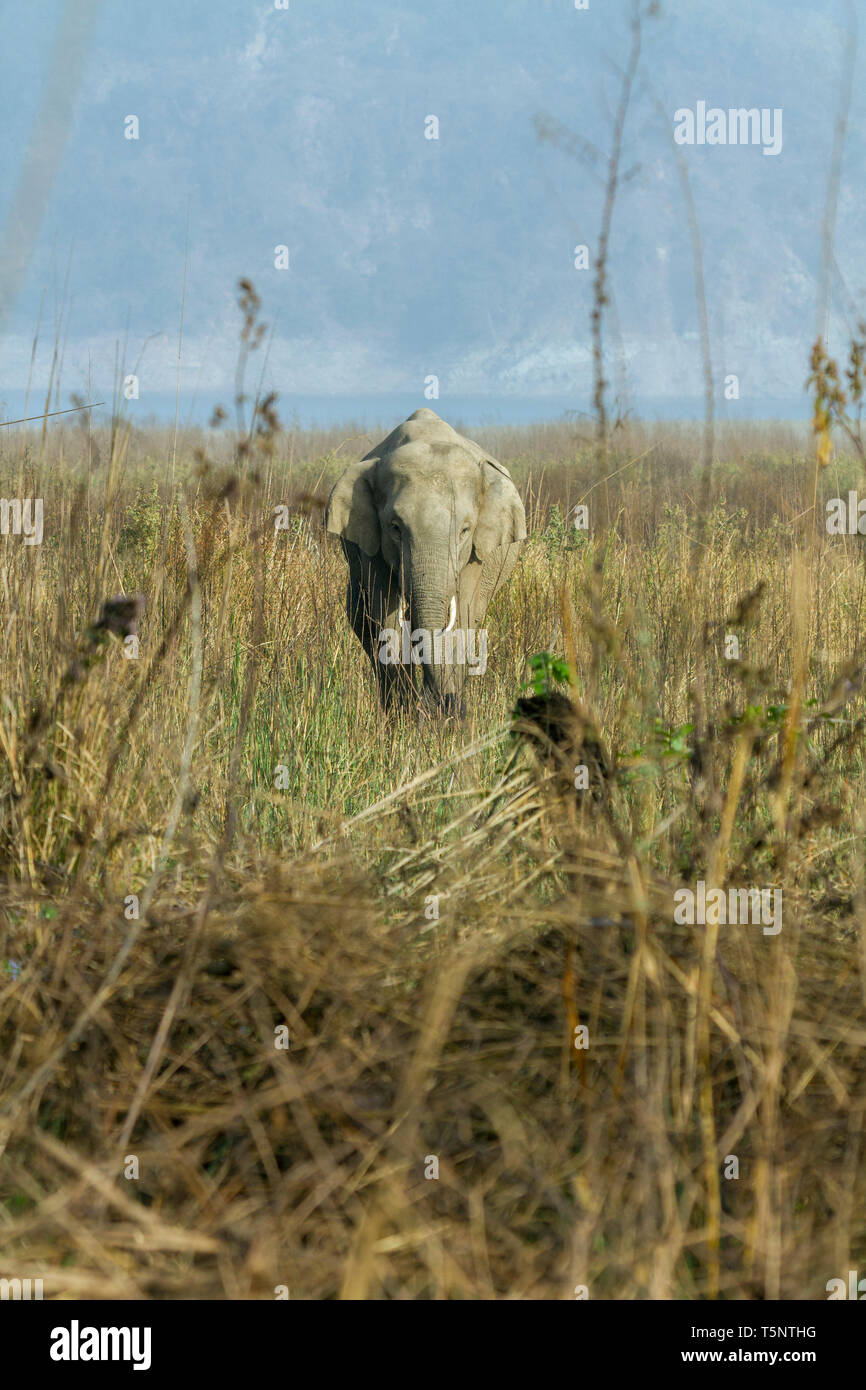 Asian elephant or Asiatic elephant or Elephas maximus eating grass at Jim Corbett National Park at Uttarakhand in India Stock Photo