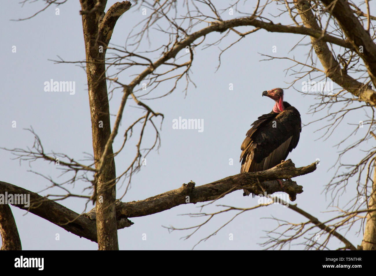 Red-headed Vulture or Sarcogyps calvus or Asian King Vulture at Jim Corbett National Park Uttarakhand Nainital India Stock Photo
