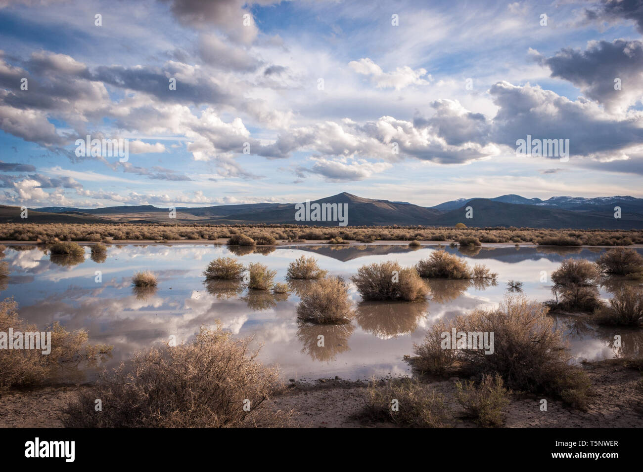 A dramatic landscape from the Great Basin in Oregon in spring during the golden hour. Stock Photo