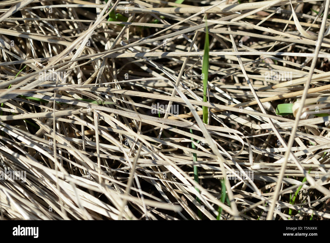 Dry grass in the spring forest close up. Natural background Stock Photo