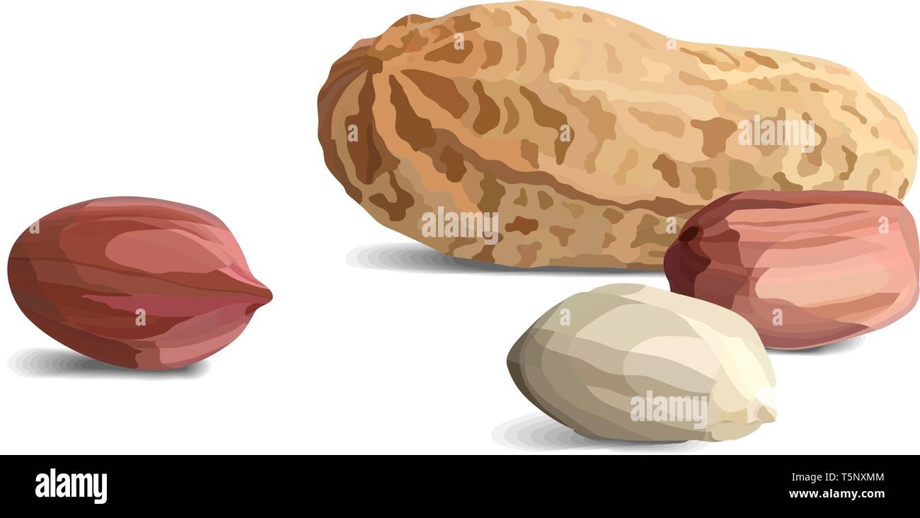 Peanuts in realistic style, organic snack close up vector illustration Stock Vector
