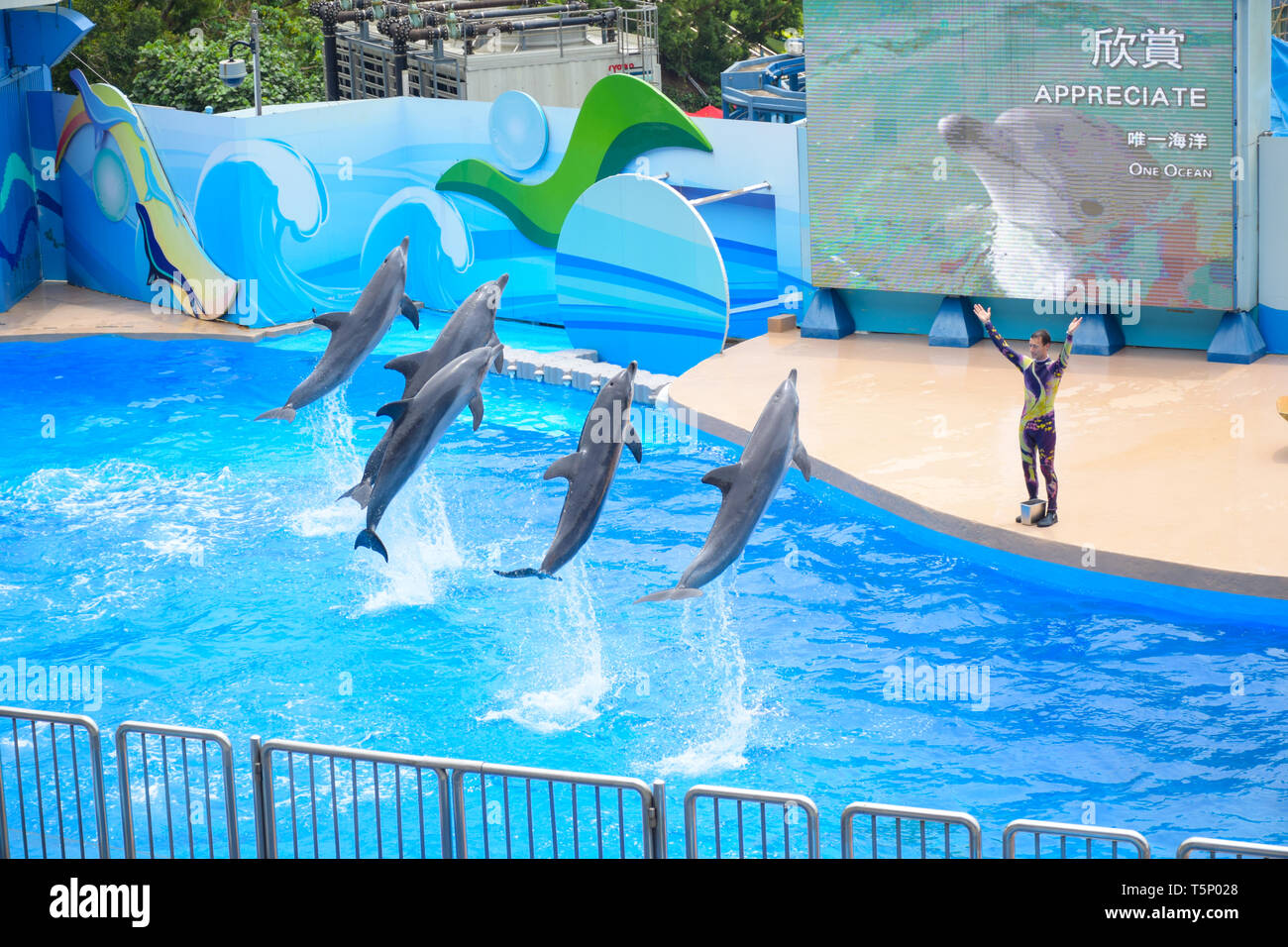 Dolphin and sea lion show with its trainer performed at Hong Kong Ocean Park theater, a very popular tourists destination in Hong Kong Stock Photo