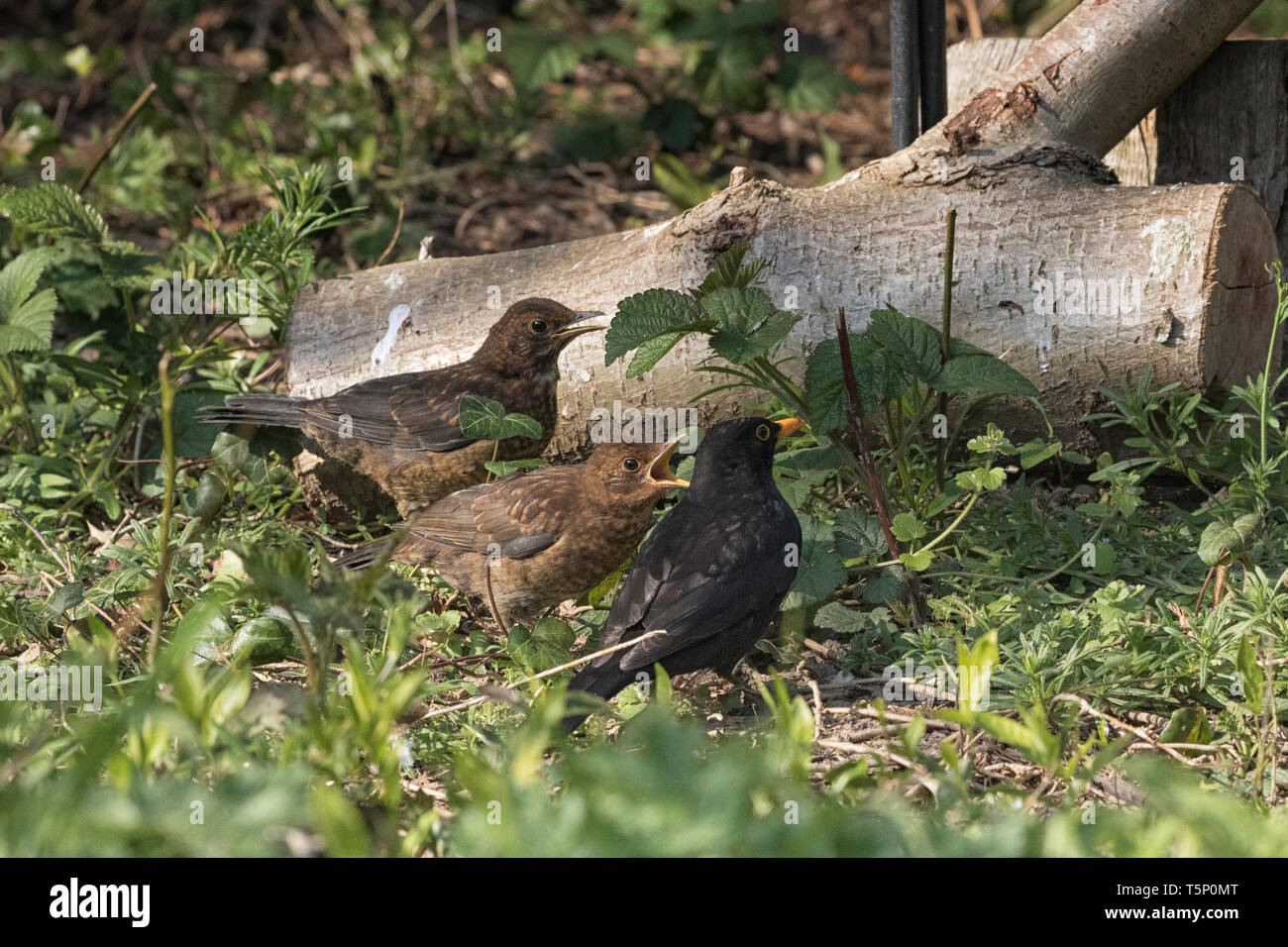 Young blackbirds have speckle brown feathers hires stock photography