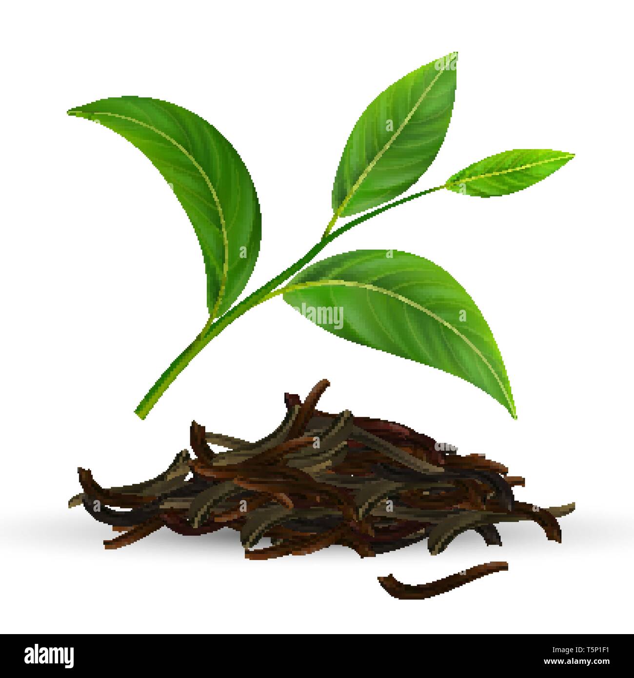 Fresh And Dry Vector Green Tea Leaves Stock Vector Image & Art - Alamy