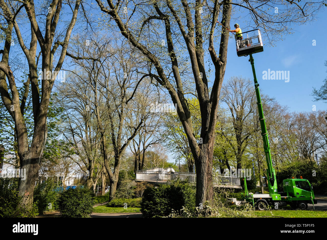 Worker on a lift truck, tree trimming on trees along the federal road no. 1 in the urban area of Dortmund, Germany Stock Photo