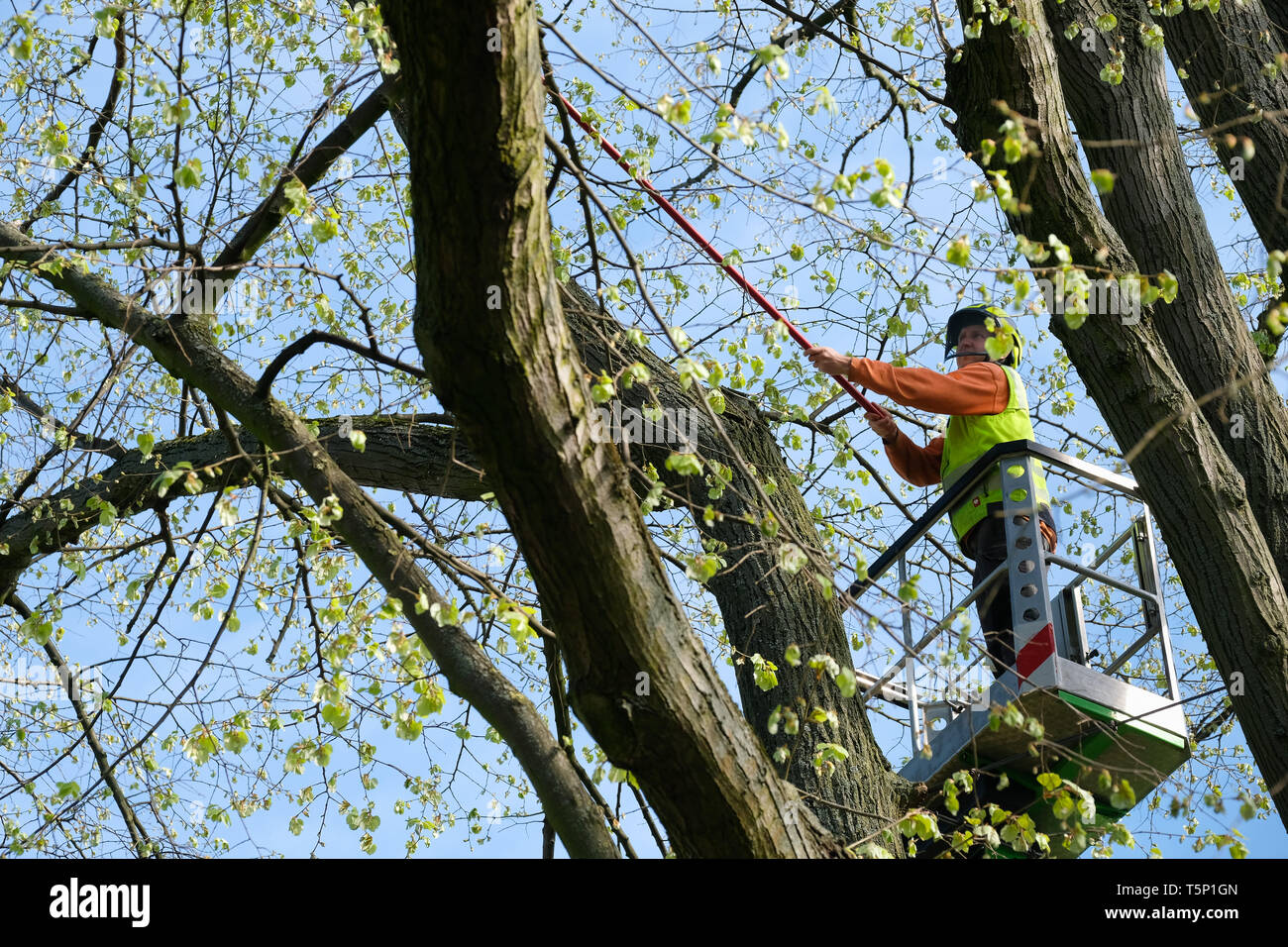 Worker on a lift truck, tree trimming on trees along the federal road no. 1 in the urban area of Dortmund, Germany Stock Photo