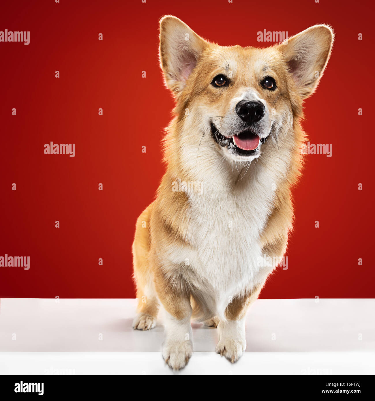 I'll be the best friend. Welsh corgi pembroke puppy is posing. Cute fluffy doggy or pet is sitting isolated on red background. Studio photoshot. Negat Stock Photo