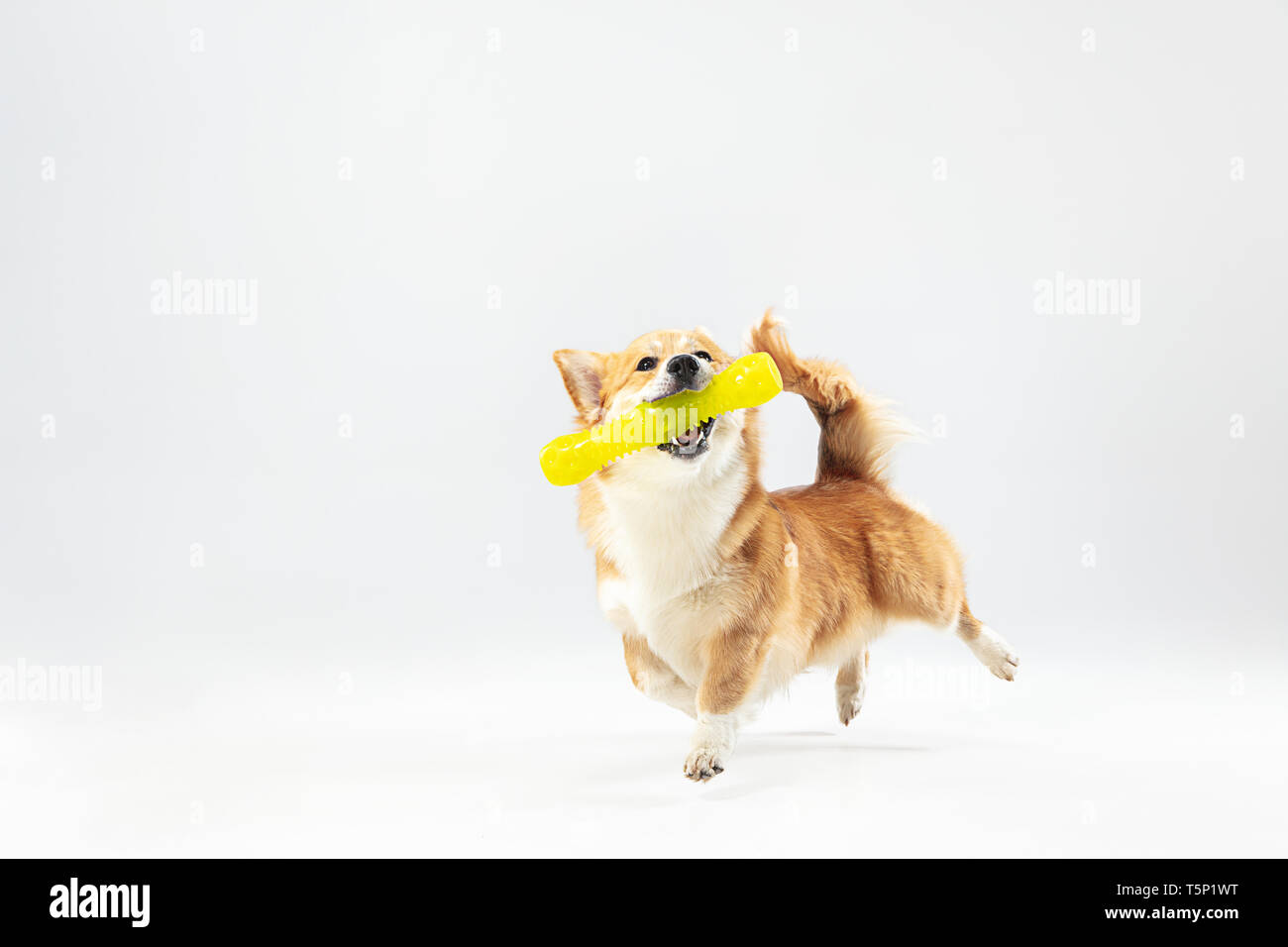 Dance with extraction. Welsh corgi pembroke puppy in motion. Cute fluffy doggy or pet is playing isolated on white background. Studio photoshot. Negat Stock Photo