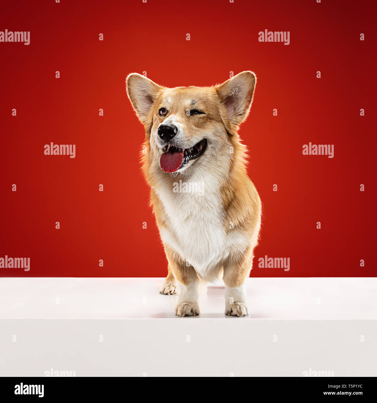 I'll give you all of my emotions. Welsh corgi pembroke puppy is posing. Cute fluffy doggy or pet is sitting isolated on red background. Studio photosh Stock Photo