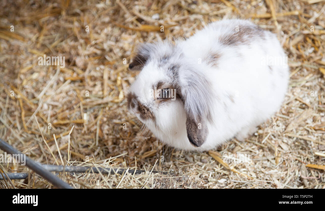 small rabbit with long ears Stock Photo - Alamy