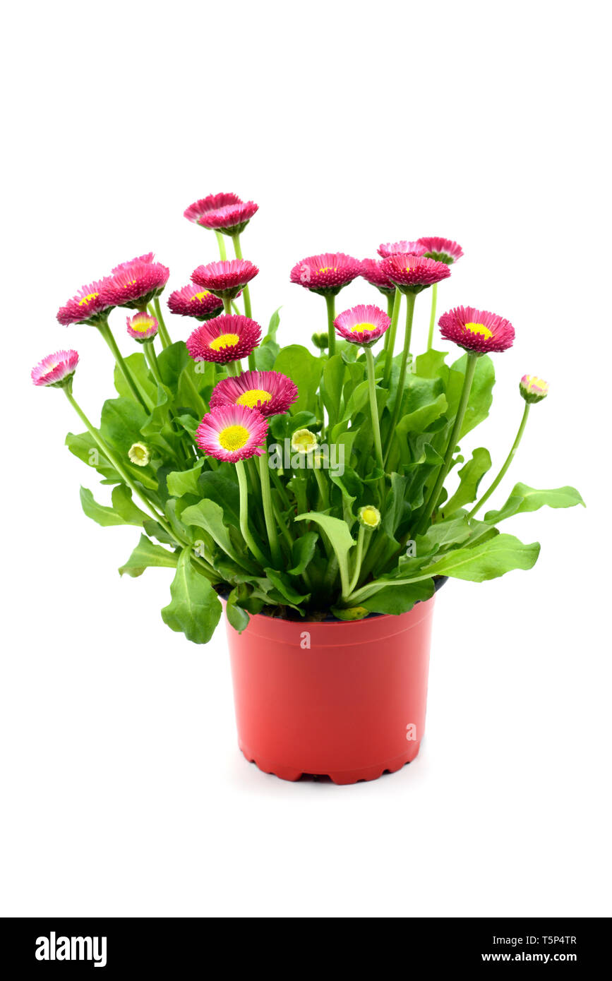 Daisy flowers (Bellis perennis) in flowerpot at white isolated background. Stock Photo