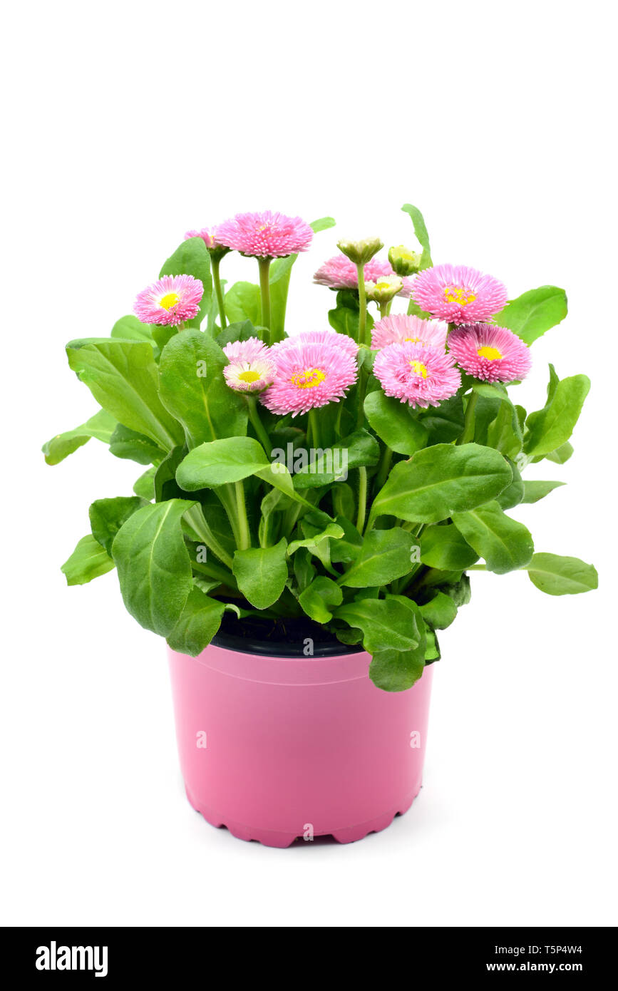 pink Daisy flowers (Bellis perennis) in flowerpot at white isolated background. Stock Photo