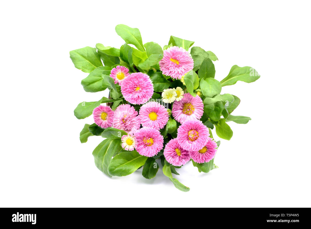 pink Daisy flowers (Bellis perennis) in flowerpot at white isolated background. top view Stock Photo