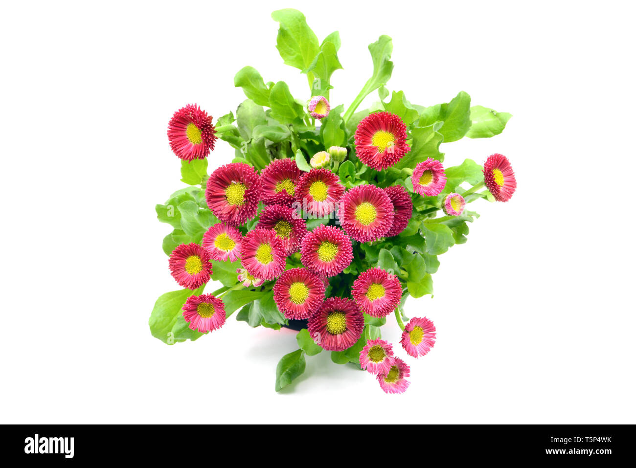 red Daisy flowers (Bellis perennis) in flowerpot at white isolated background. top view Stock Photo