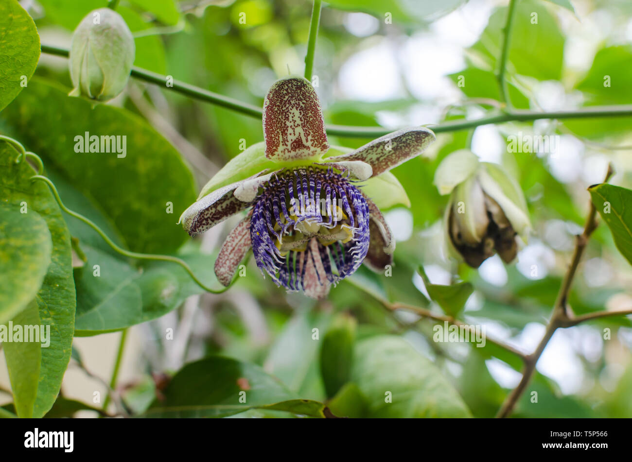 Flower and buds of Passiflora platyloba Stock Photo