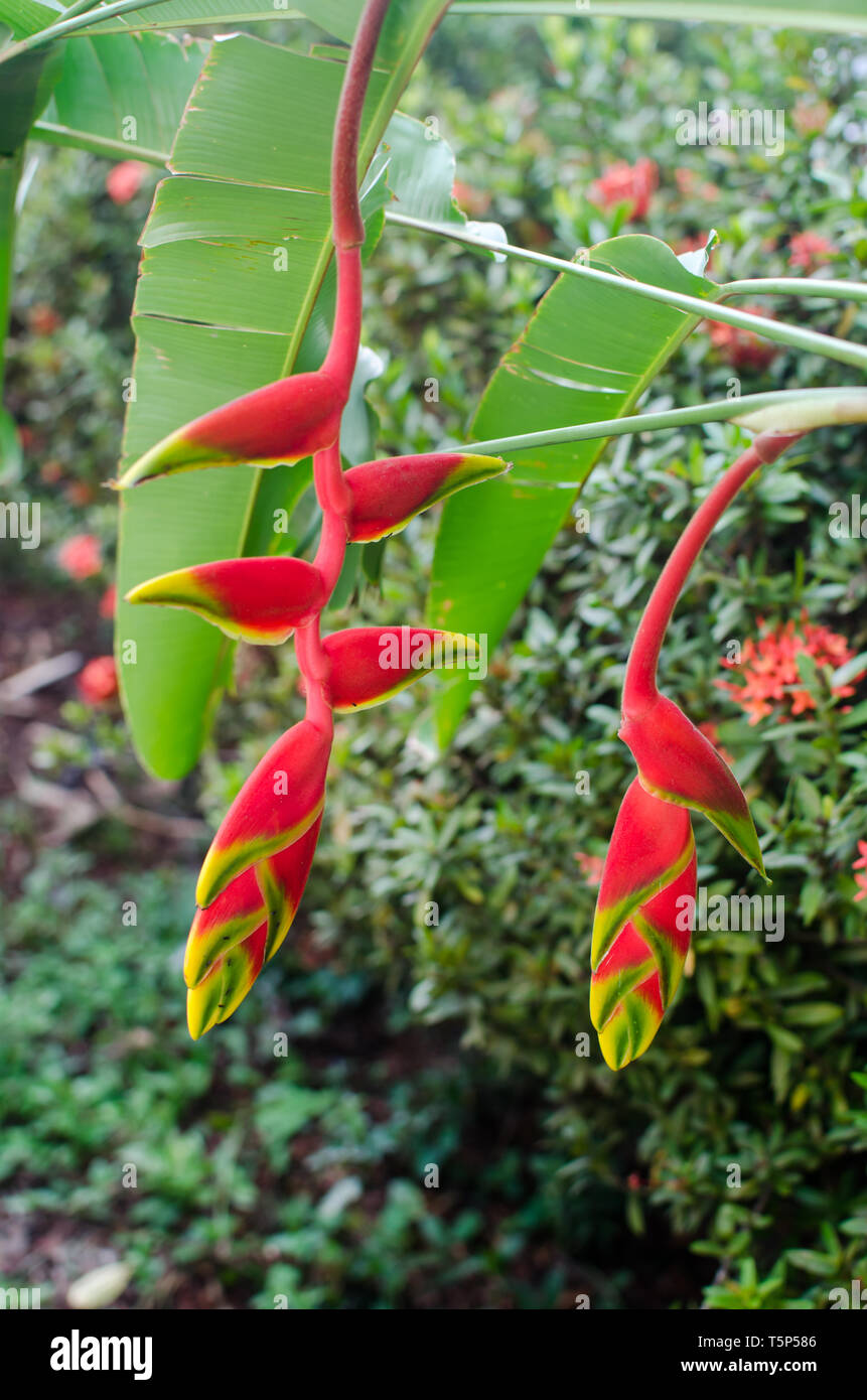 Heliconia rostrata also knows as hanging lobster claw Stock Photo