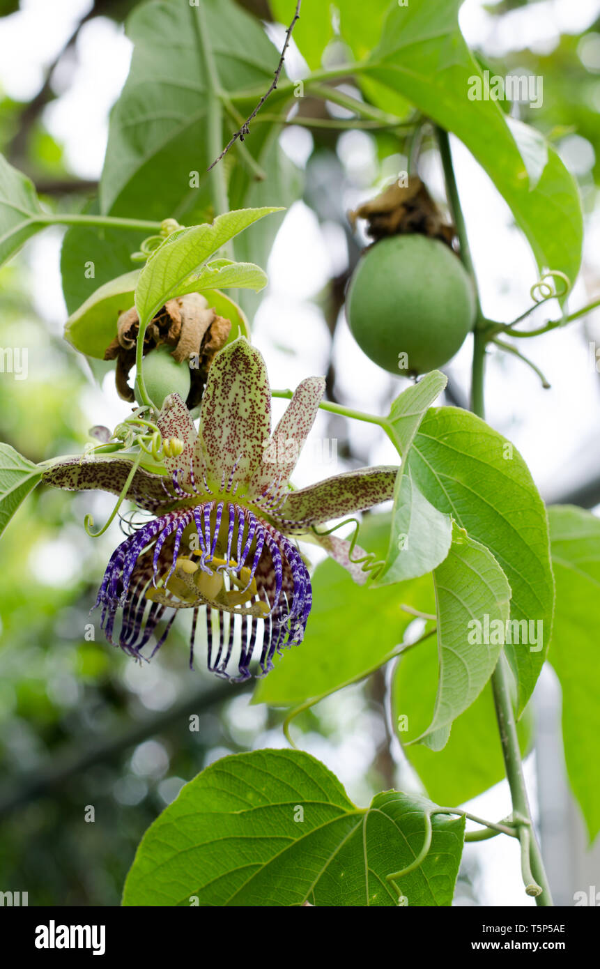 Flower and fruits of Passiflora platyloba Stock Photo