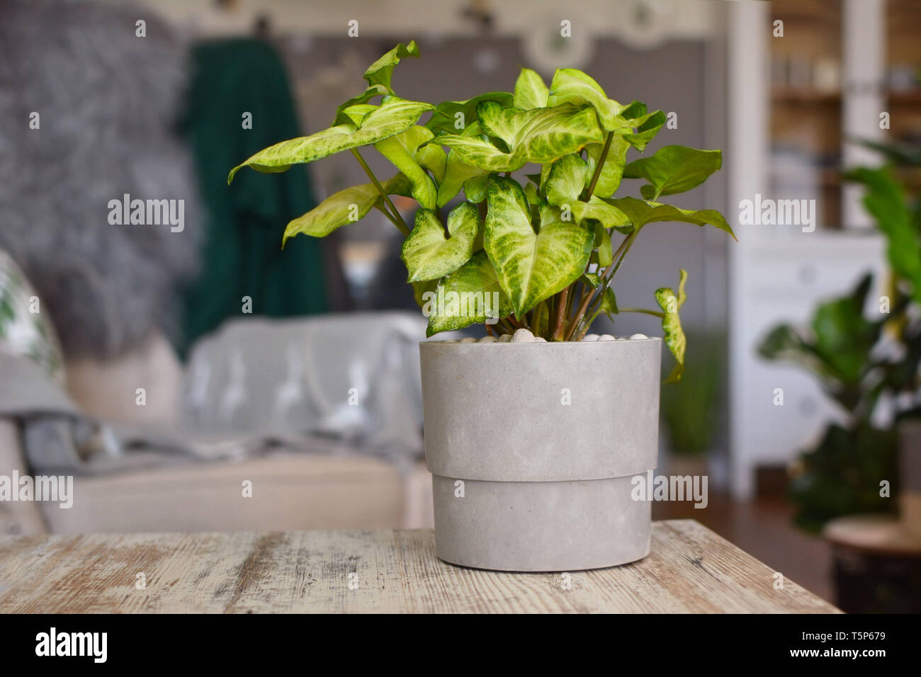 Exotic Plants in Gray Pot Exotic Plants in Gray Pot