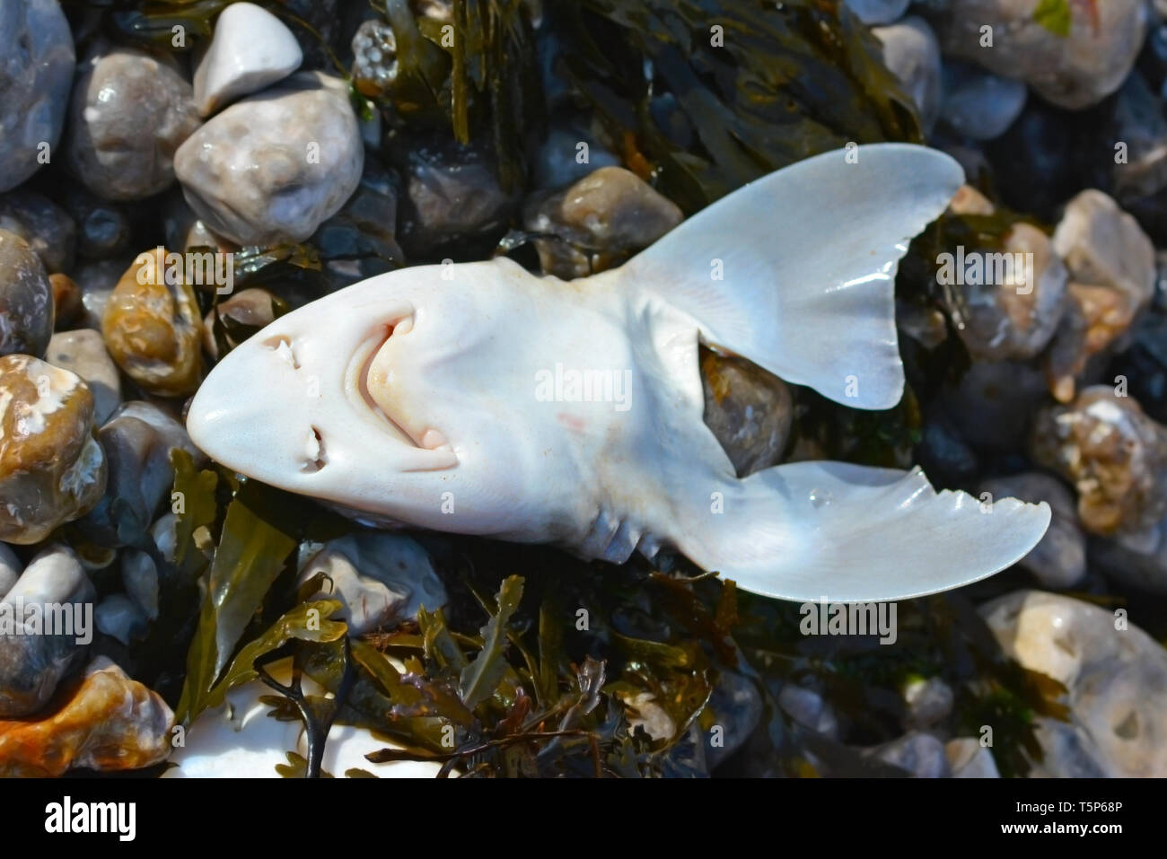 Upside down fish head with creepy face thrown away by fishing vessels as waste and washed ashore or public tourist beach Stock Photo