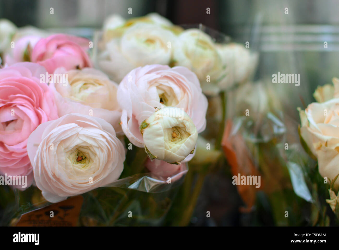 Beautiful flower bouquet with cream white and light pink Buttercup Ranunculus flowers in full bloom Stock Photo