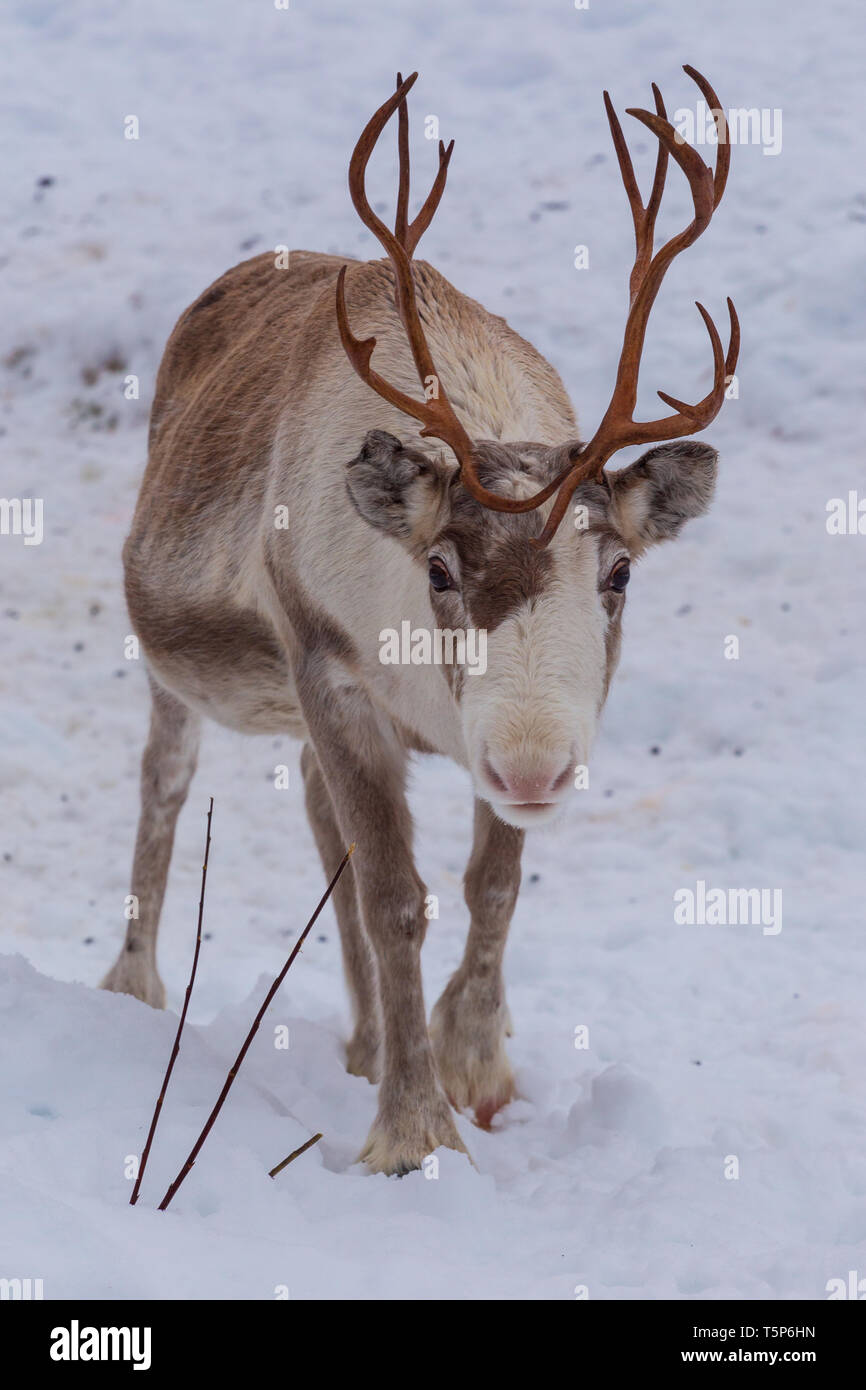 Sweet, young reindeer looking forward Stock Photo