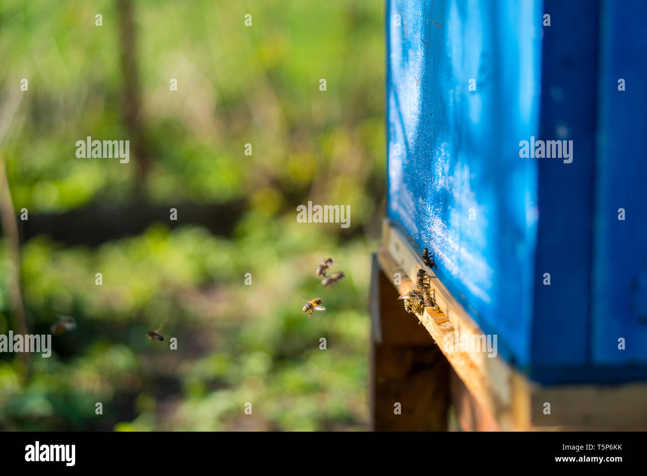 Bees working at the entrance to the hive. Bees carry bee pollen and