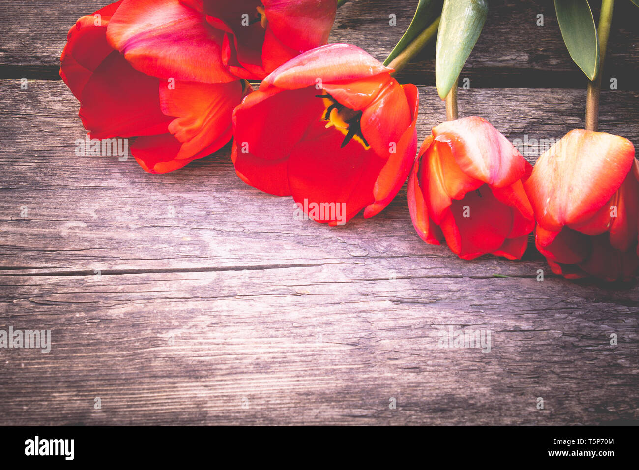 A Bouquet Of Red Tulips On The Background Of Wooden Old Boards