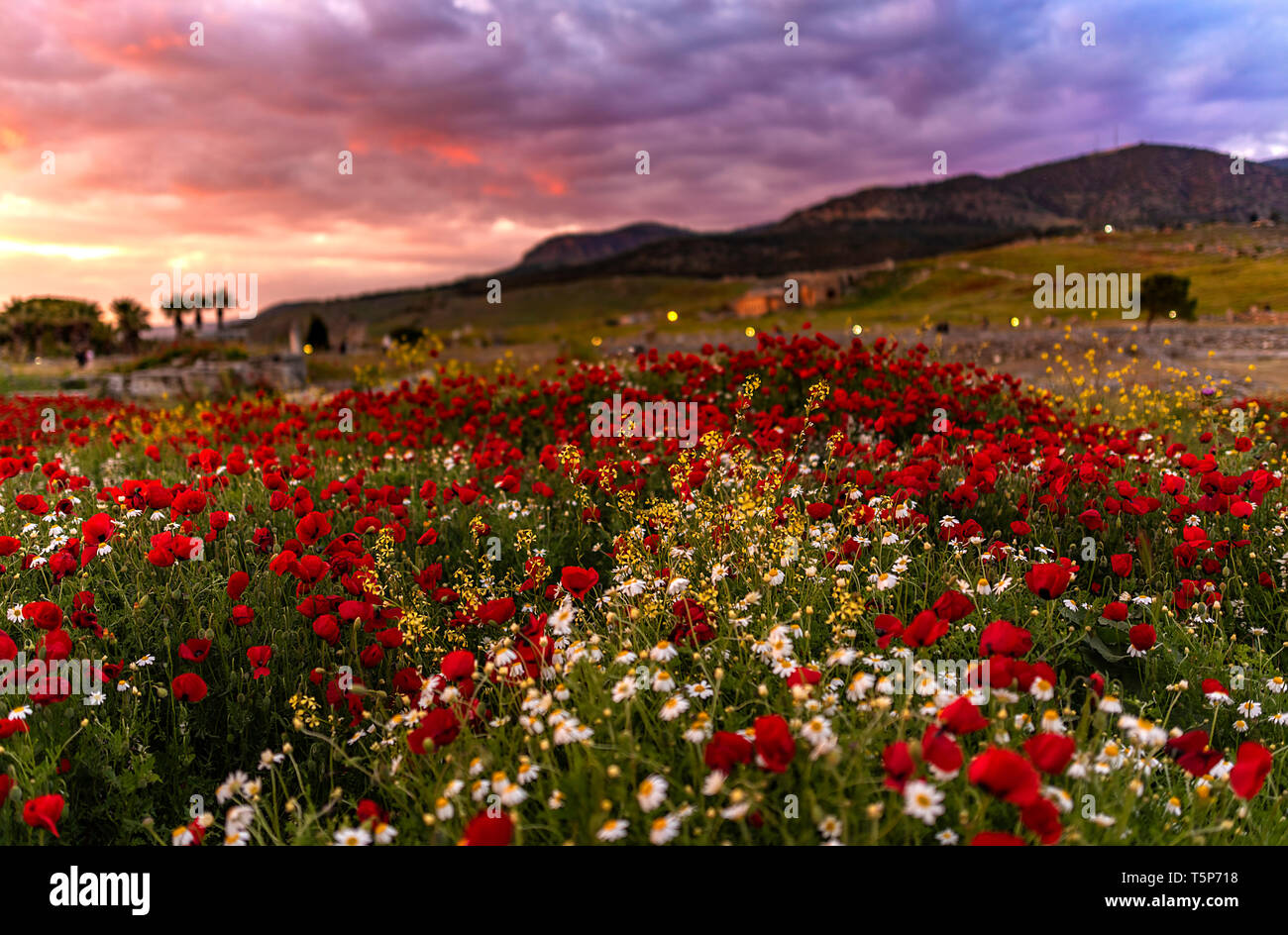 poppy field in spring Stock Photo - Alamy
