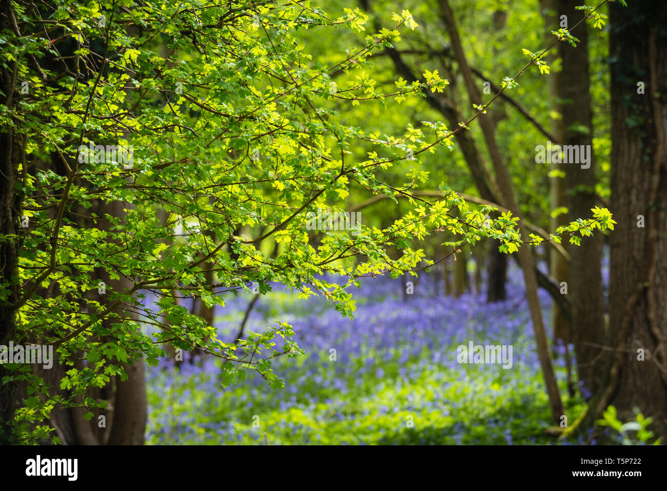 English woodland scene in spring sunshine with fresh new leaves and indigenous bluebells carpeting the floor. Stock Photo