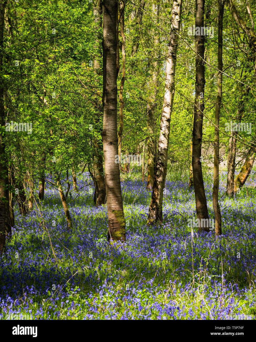 English woodland scene in spring sunshine with fresh new leaves and indigenous bluebells carpeting the floor. Stock Photo