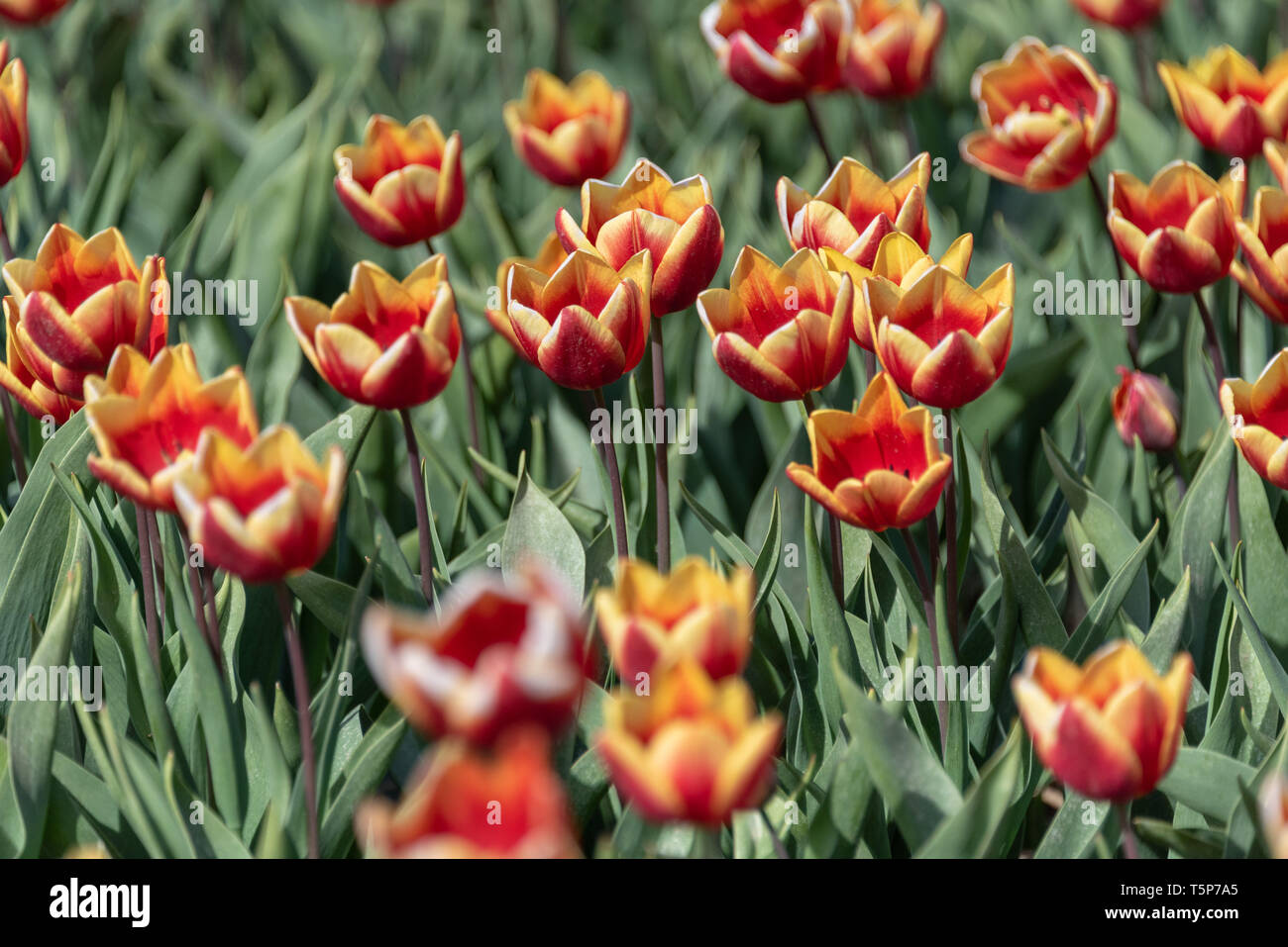 View of red yellow tulips Stock Photo - Alamy