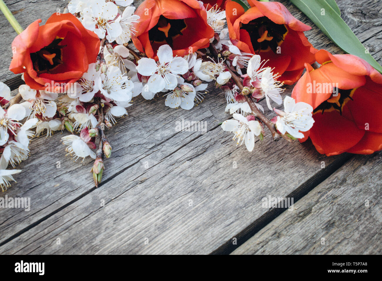 A bouquet of red tulips and branches of white flowers on old wooden boards. Place for text. The concept of spring has come. View from above. Banner Ma Stock Photo