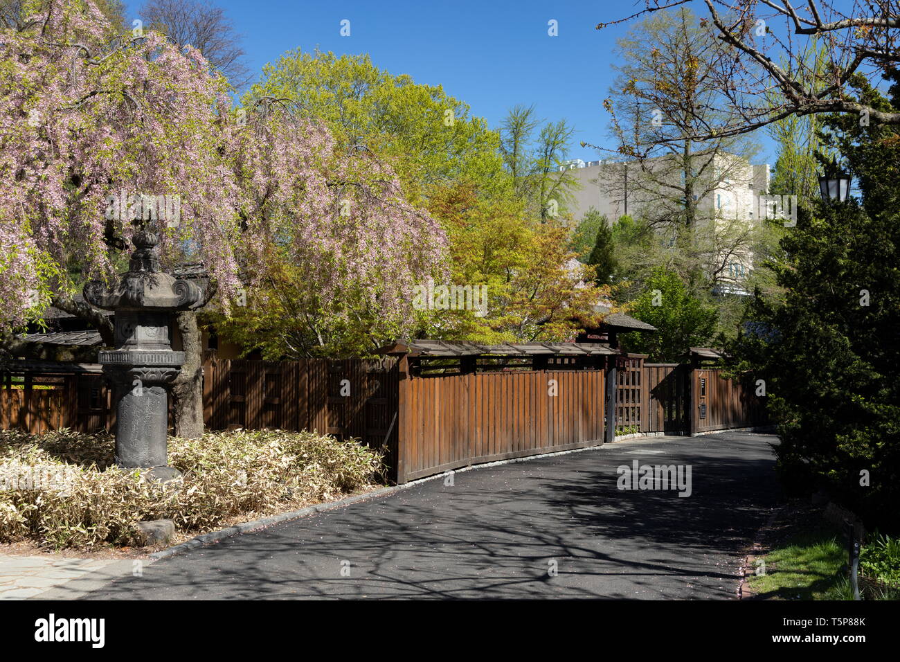 Cherry blossoms at the Japanese HillandPond Garden in Brooklyn