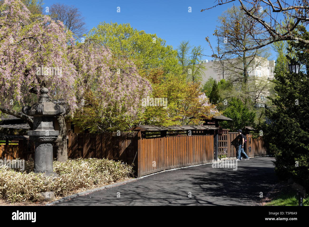 Cherry blossoms at the Japanese HillandPond Garden in Brooklyn