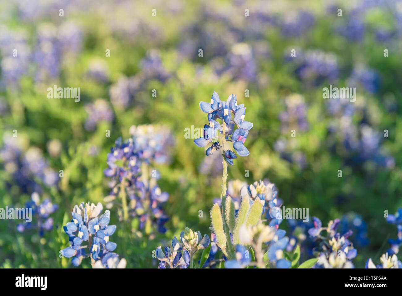 Lewisville texas hires stock photography and images Alamy
