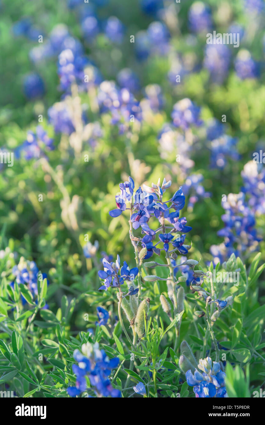 Lewisville texas hires stock photography and images Alamy