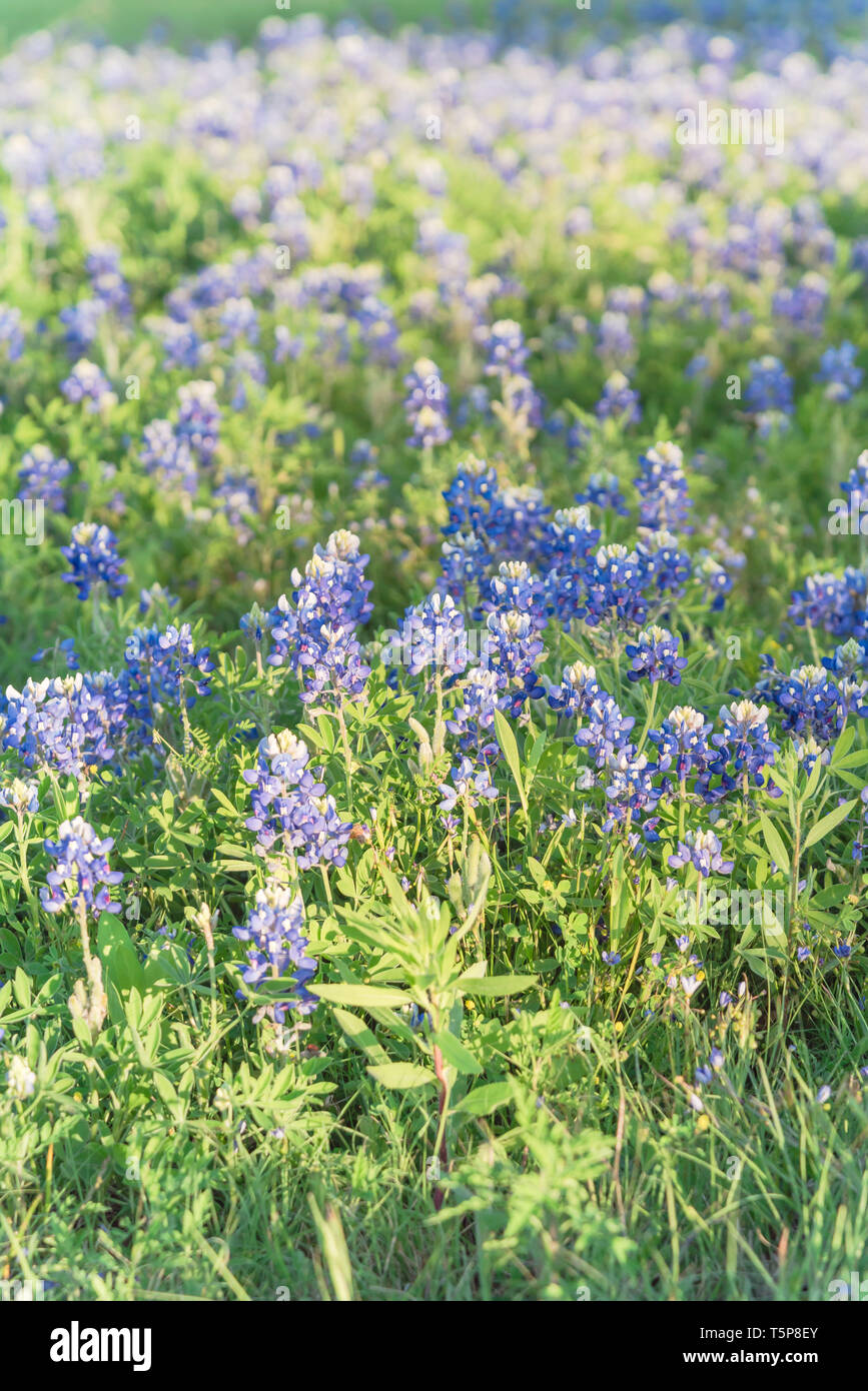 Blooming Bluebonnet Wildflower At Springtime Near Dallas, Texas Stock 