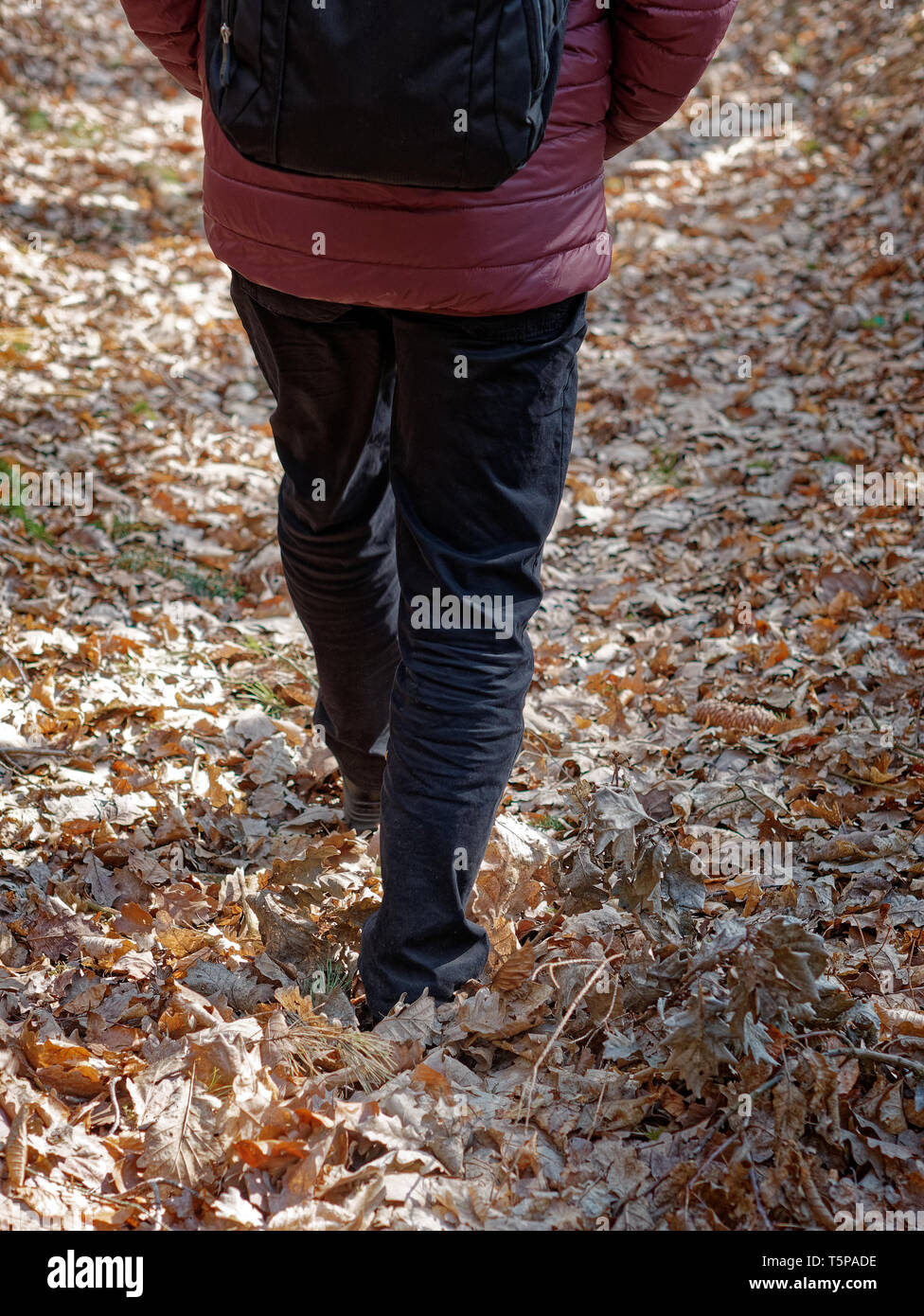 Man in his seventies walking in autumnal forest, wearing black trousers and carrying a backpack, viewed from behind. Stock Photo