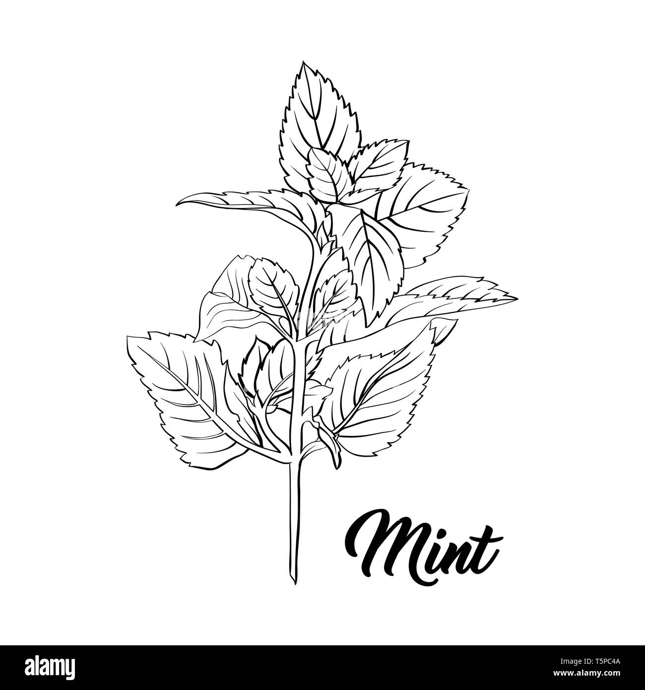 Mint Branch Monochrome Engraving. Tea Herb Sketch. Isolated Hand Drawn Sketch Drawing Peppermint Illustration or Spearmint Botany Plant. Herbal Medicine and Aromatherapy Design on the White Background Stock Vector