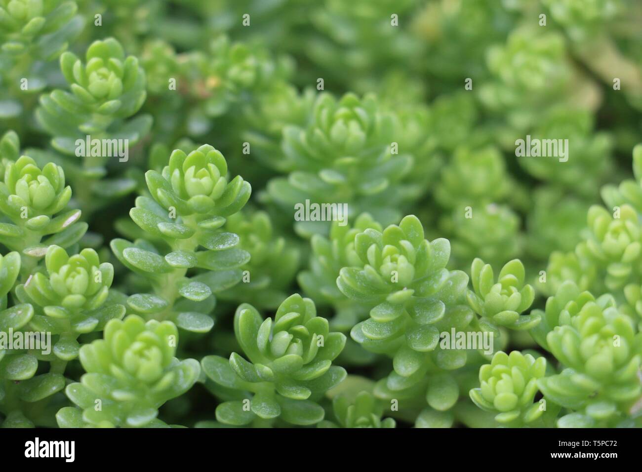 South of France, Occitania - Succulent plant - Echeveria elegans Stock Photo