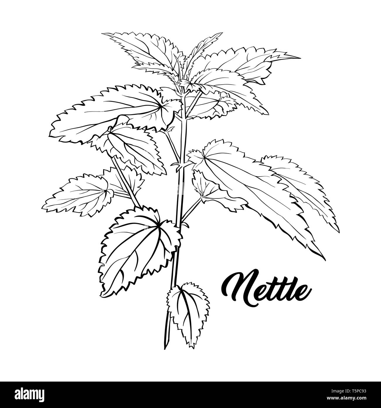 Nettle Branch Monochrome Engraving. Tea Herb Sketch. Isolated Hand Drawn Contour Sketch Drawing Illustration of Stinning Botany Plant. Herbal Medicine and Aromatherapy Design on the White Background Stock Vector