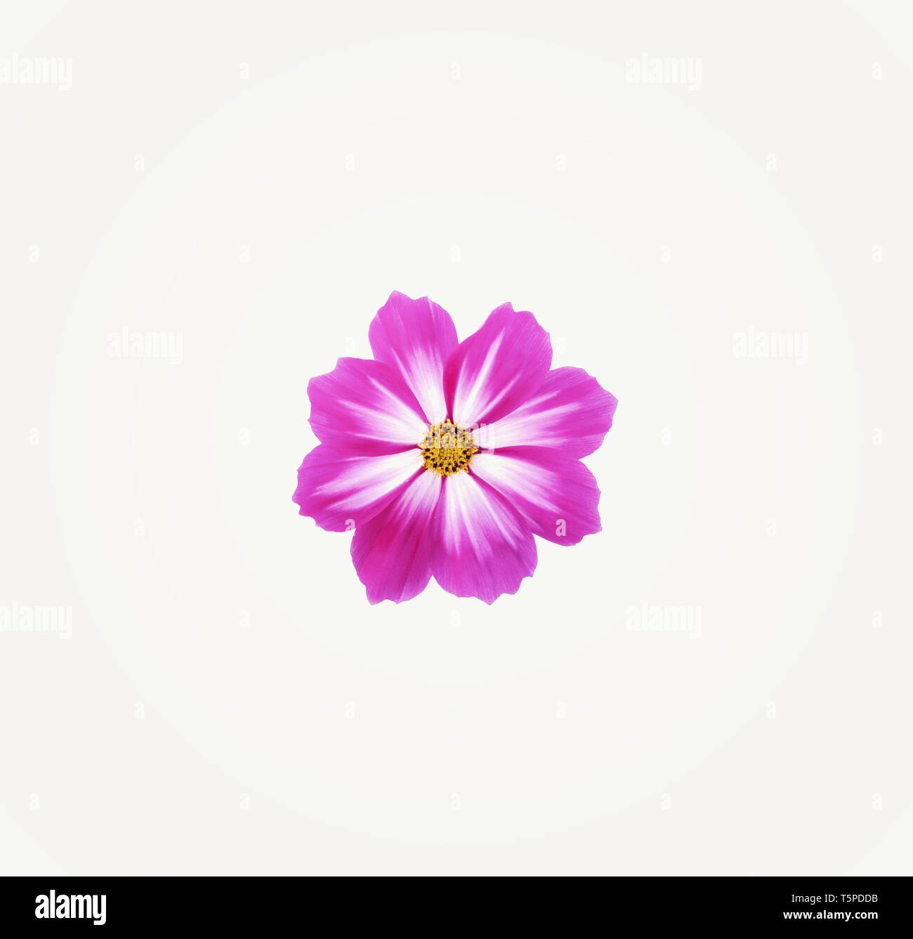 Purple mix white cosmos flower isolated on white background Stock Photo ...