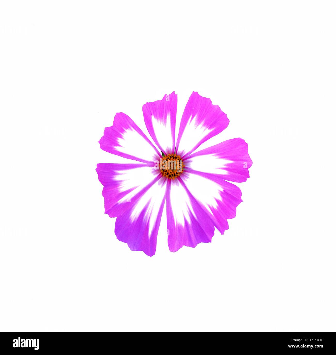 Purple mix white cosmos flower isolated on white background Stock Photo ...