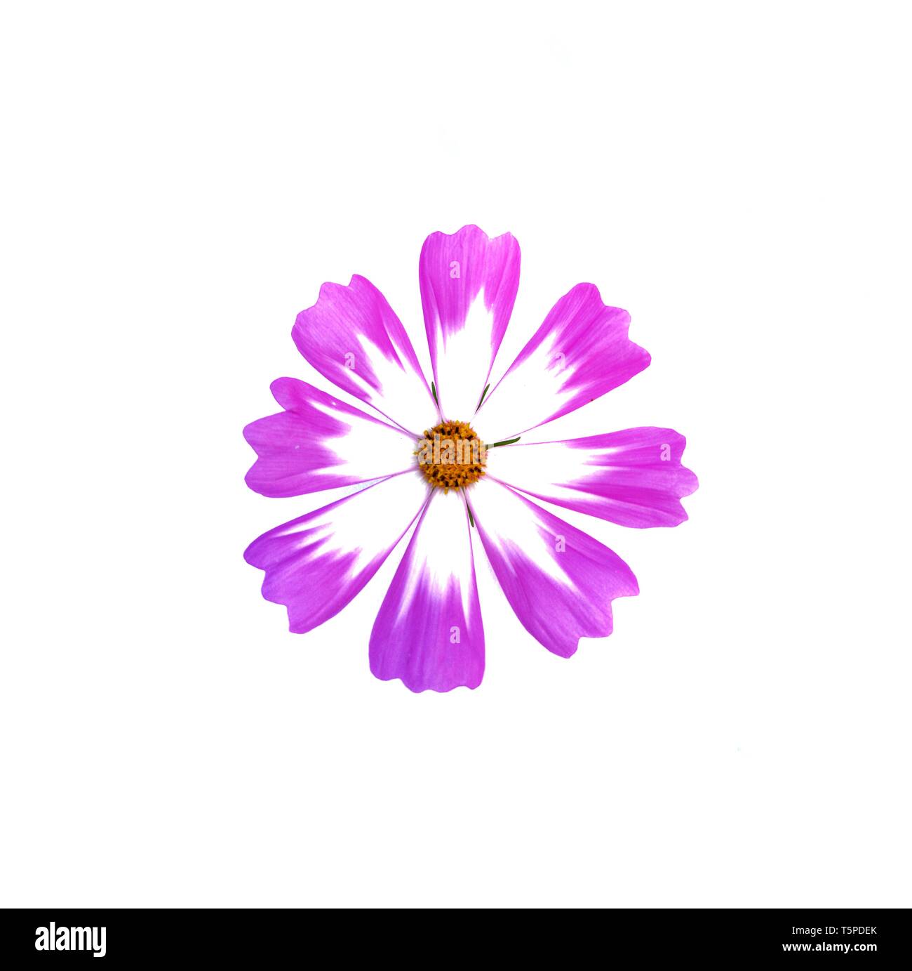 Purple mix white cosmos flower isolated on white background Stock Photo ...