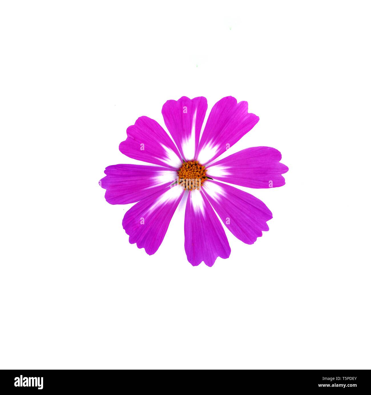 Purple mix white cosmos flower isolated on white background Stock Photo ...