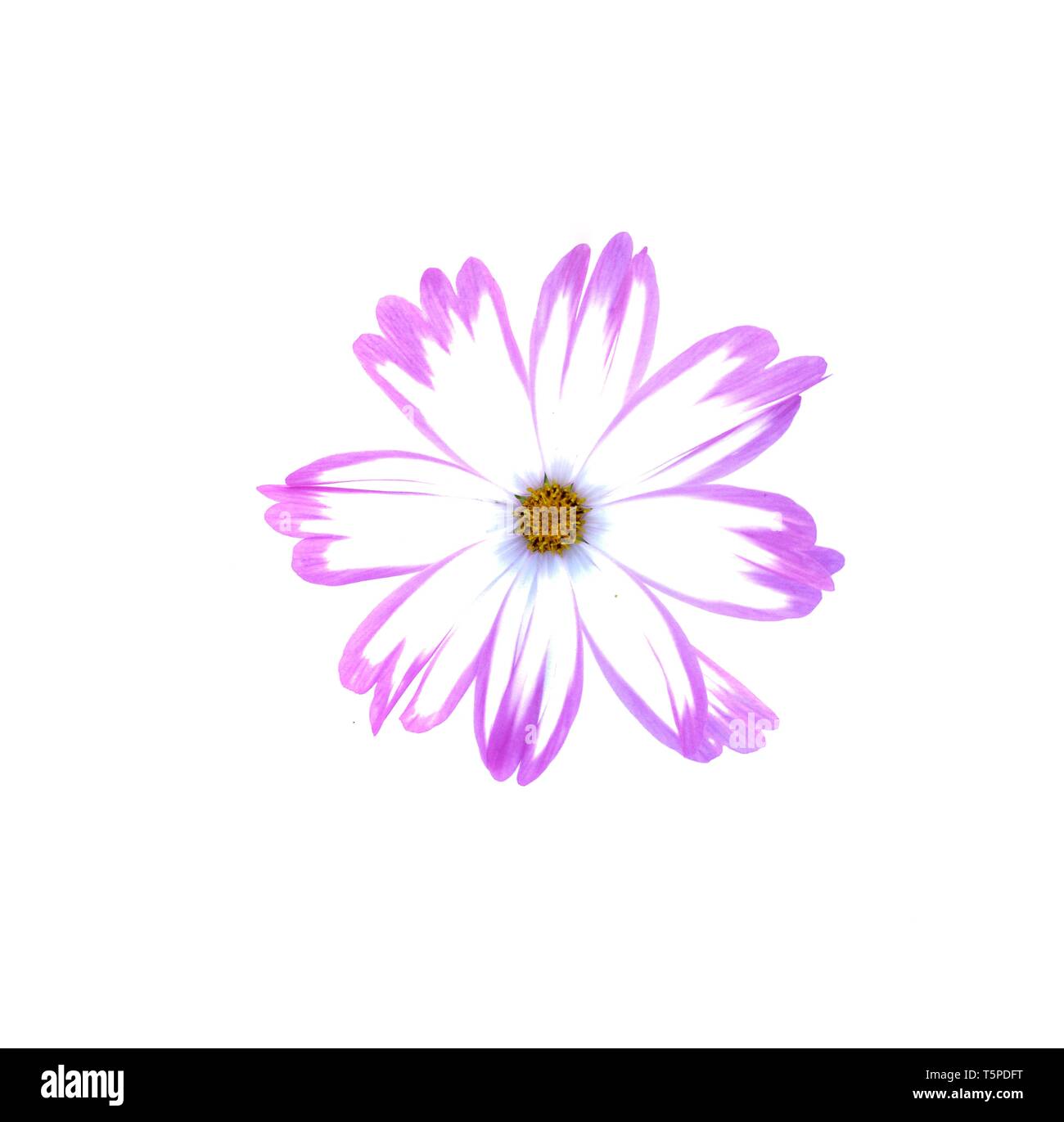 Purple mix white cosmos flower isolated on white background Stock Photo ...