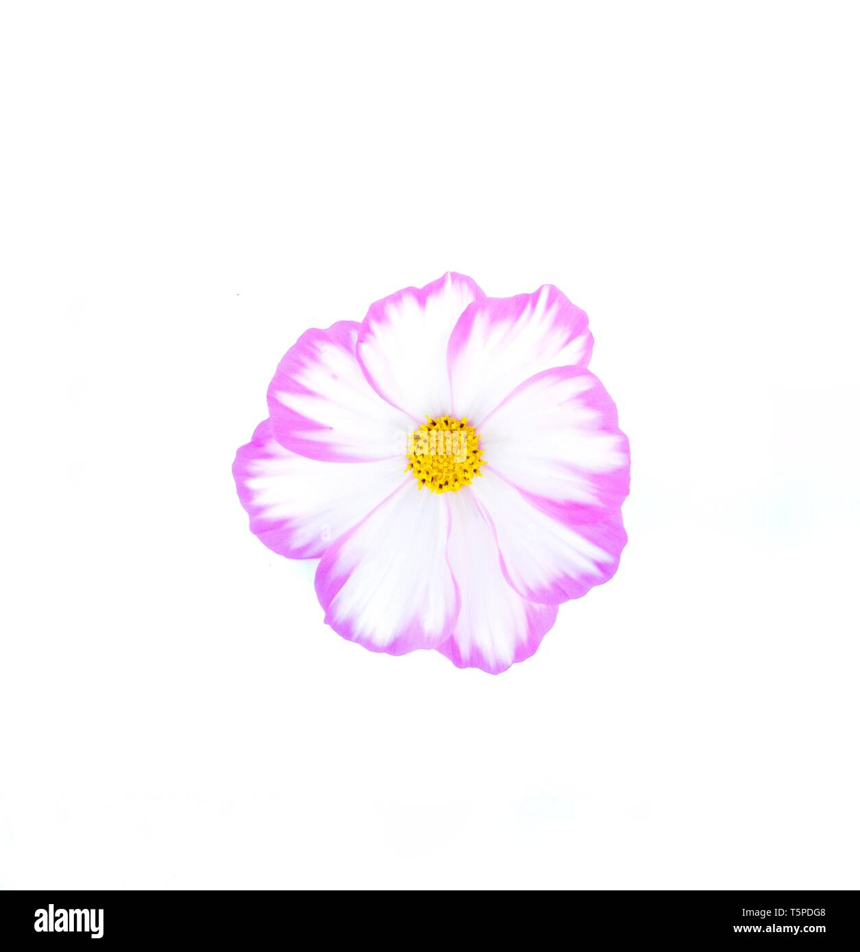 Purple mix white cosmos flower isolated on white background Stock Photo ...