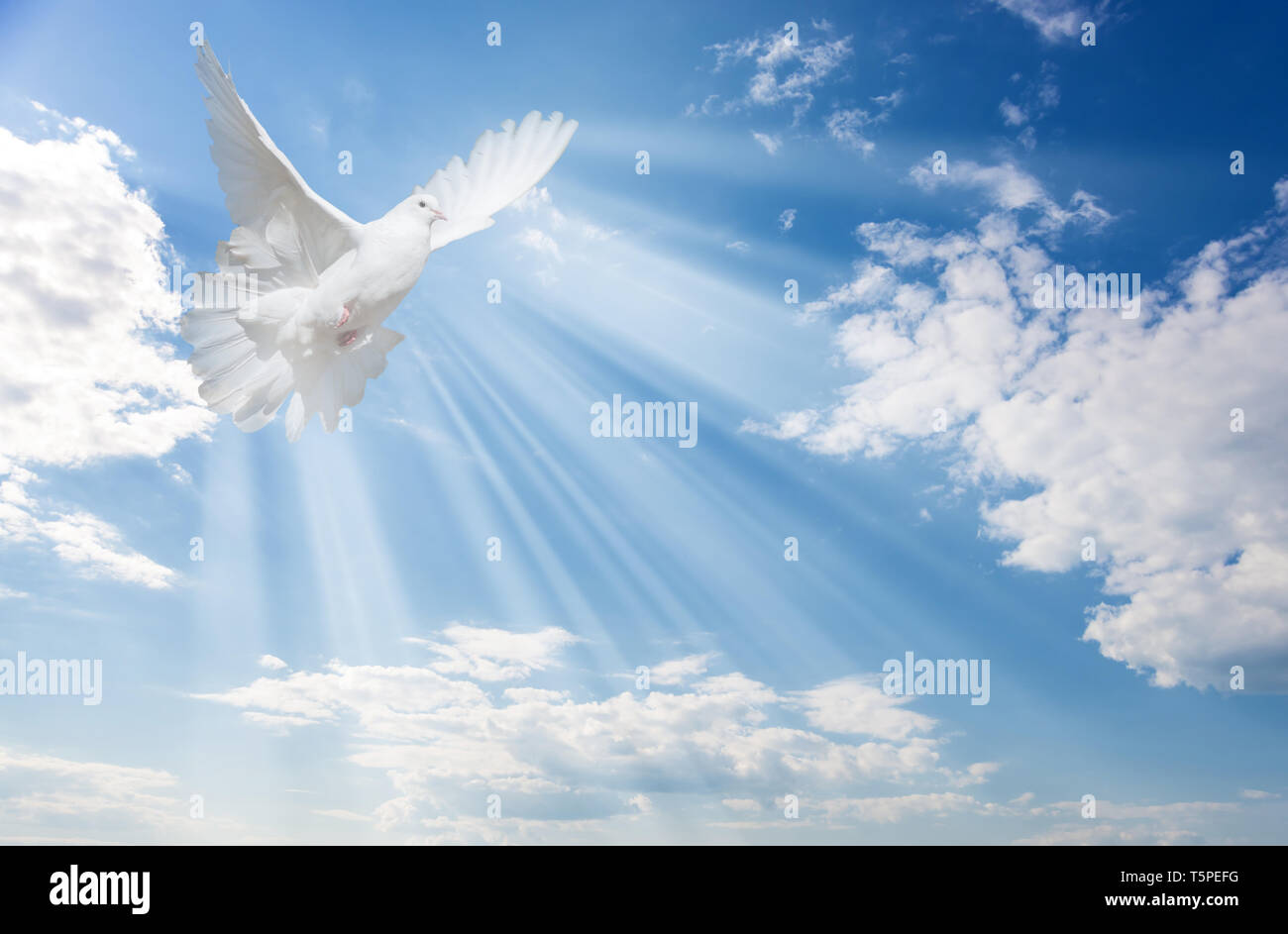 Pigeon Flying Video Download